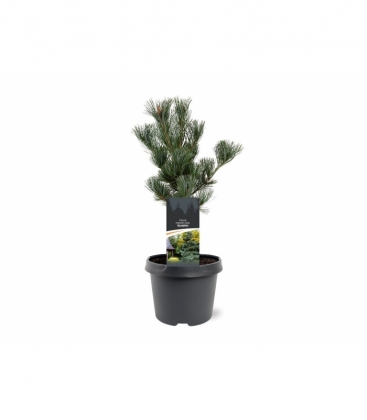 Pinus