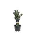 Pinus