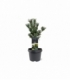 Pinus