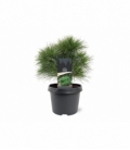 Pinus