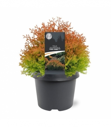 Thuja