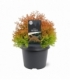 Thuja