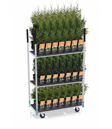 conifers