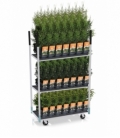 conifers