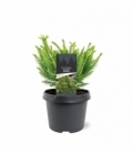 Cryptomeria