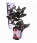 Camellia