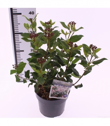 Viburnum