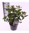Viburnum