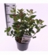 Viburnum