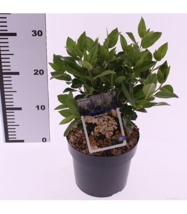 Viburnum