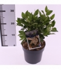 Viburnum