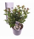 Viburnum