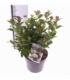 Viburnum