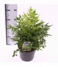 Nandina