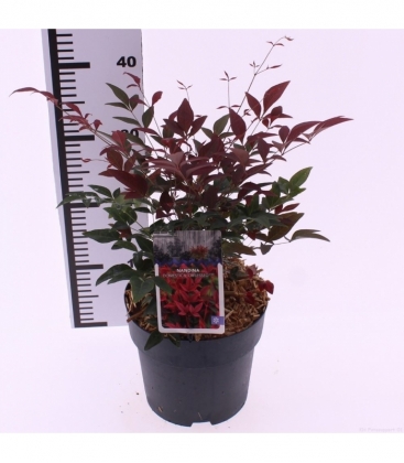 Nandina