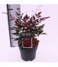 Nandina