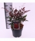 Nandina