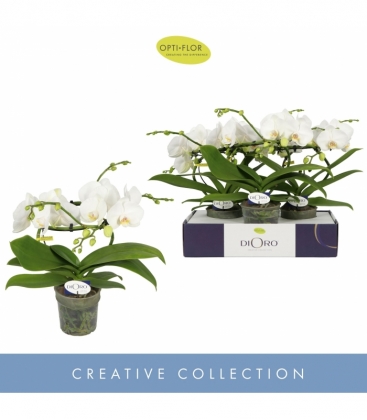 Phalaenopsis