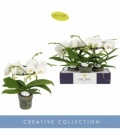 Phalaenopsis