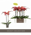 Phalaenopsis