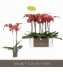 Phalaenopsis