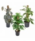Epipremnum