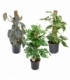 Epipremnum