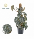Philodendron