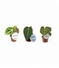Anthurium