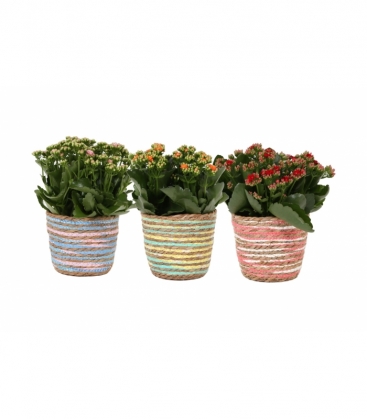 Kalanchoe
