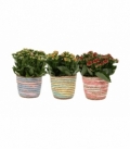 Kalanchoe