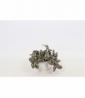 Tradescantia