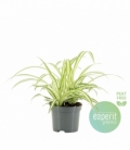 Chlorophytum