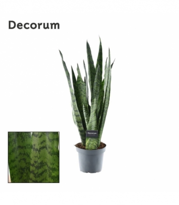 Sansevieria