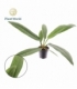Philodendron