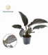 Philodendron