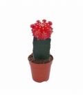 Gymnocalycium