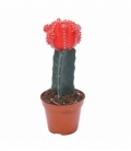 Gymnocalycium