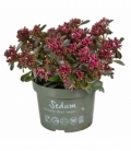 Sedum