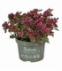 Sedum