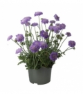 Scabiosa