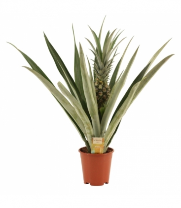 Ananas