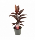 Cordyline