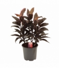 Cordyline