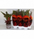 Codiaeum