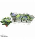 Hydrangea