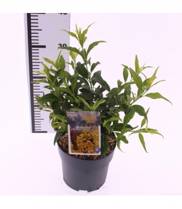 Forsythia