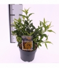 Forsythia