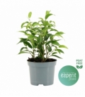 Ficus