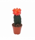 Gymnocalycium